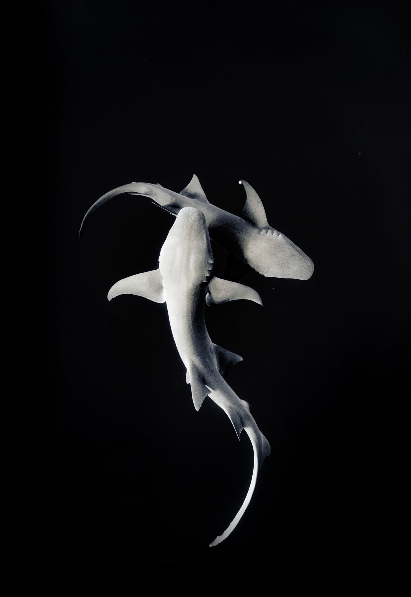 Nurse Sharks