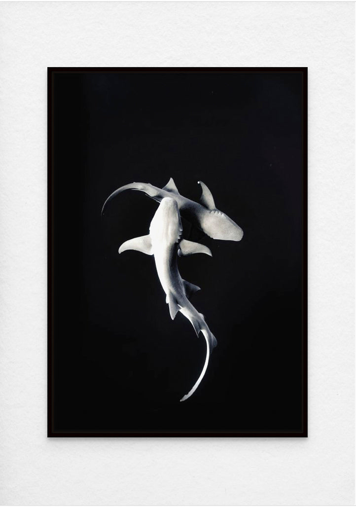 Nurse Sharks